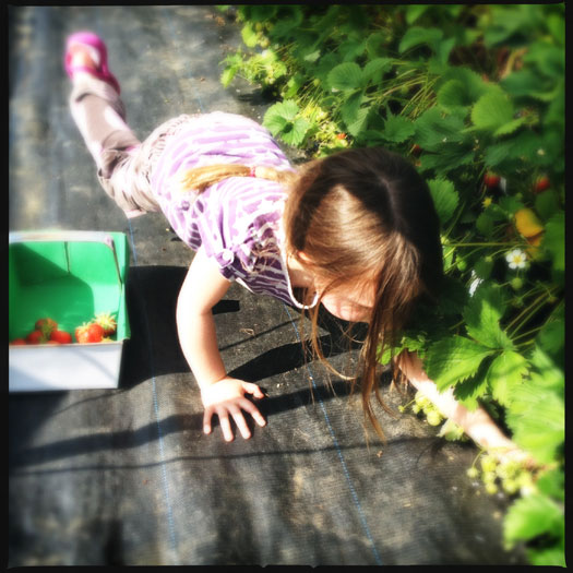 PYO strawberry picking is great for kids PYO strawberry picking is great for kids