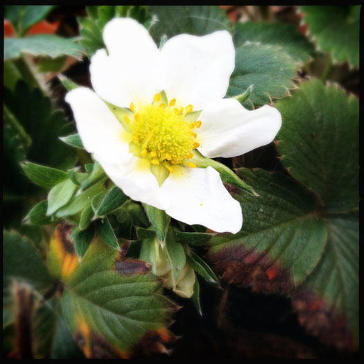 Strawberry flower - look out for this in spring Strawberry flower - look out for this in spring
