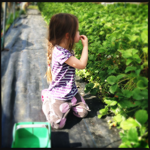 Eating strawberries straight from the bush (just don't get caught!) Eating strawberries straight from the bush (just don't get caught!)