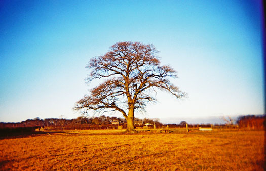 Oak makes a good climbing tree Oak makes a good climbing tree