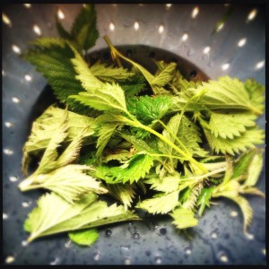 Nettles Nettles