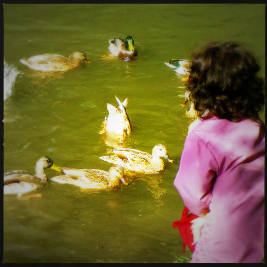 Feeding ducks Feeding ducks