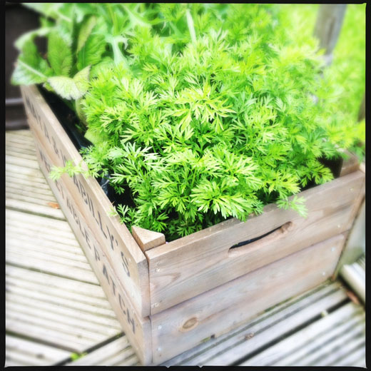 Grow your own vegetables with children Grow your own vegetables
