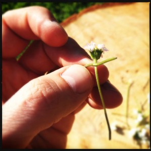 How to link daisies How to link daisies