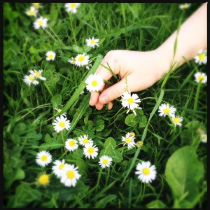 Picking daisies Picking daisies
