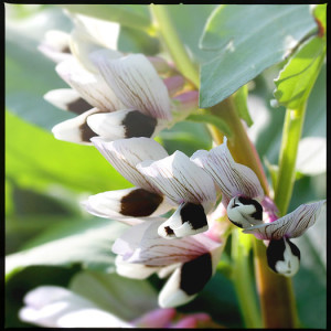 Broad Bean Flowers