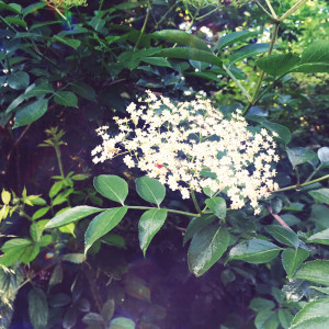 Elder flower