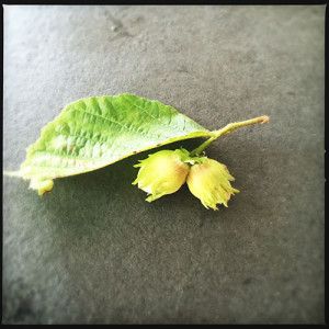 Green hazel nuts
