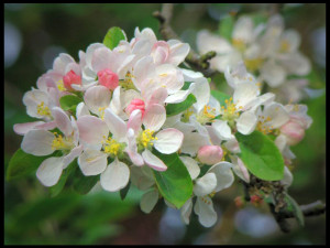 Apple blossom