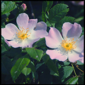 Dog Rose