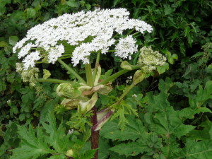 Giant Hogweed