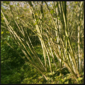 Stand of Hazel Trees