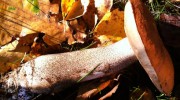 boletus-cep-wild-mushroom