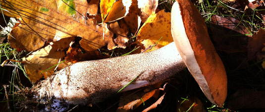 boletus-cep-wild-mushroom boletus-cep-wild-mushroom