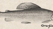 Grayling