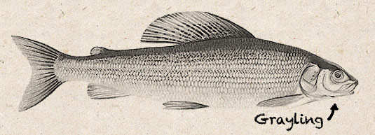 Grayling Grayling