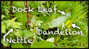 May foraging foods