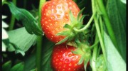 Strawberries - one of the jewels of summer fruit