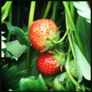 Strawberries - one of the jewels of summer fruit