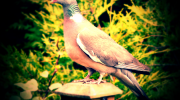 Wood pigeon
