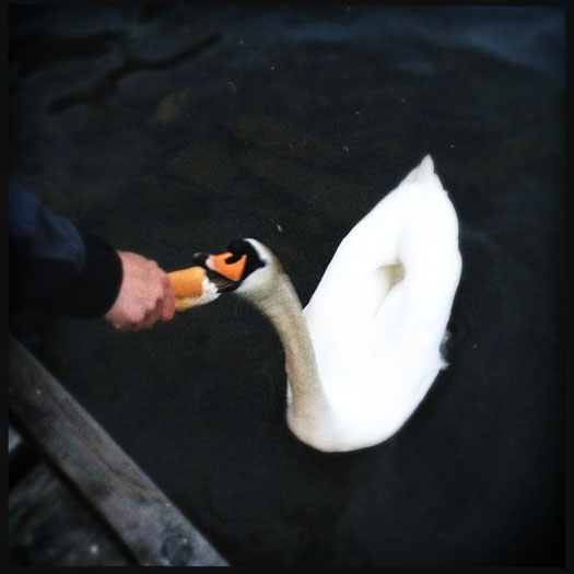 Feeding swans from your hands