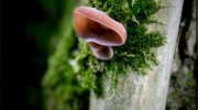 Jelly Ear Fungus