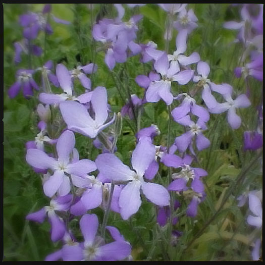 Night scented stock; Matthiola longipetala Night scented stock; Matthiola longipetala
