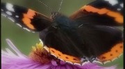 How to build a butterfly garden