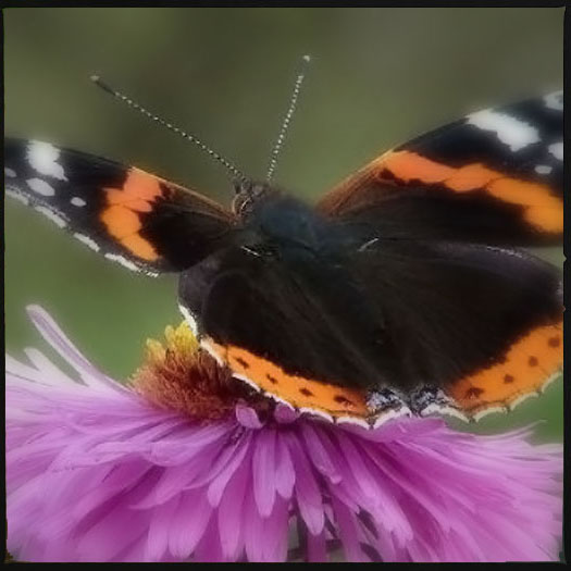 How to build a butterfly garden How to build a butterfly garden