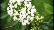 Elderflower