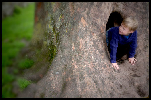 How to make a hollow tree den