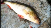 How to fillet a perch