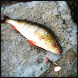 How to fillet a perch