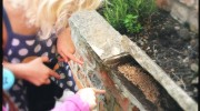 A home made ant colony