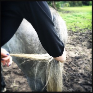 Getting horse hair Getting horse hair