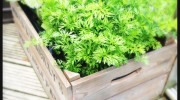 Grow your own vegetables