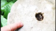 How to find mini-beasts - look in nooks and crannies