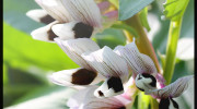 Broad Bean Flowers