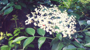 Elder flower