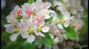 Apple blossom