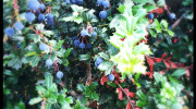 Barberry | Berberrie is toxic when eaten