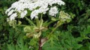 Giant Hogweed